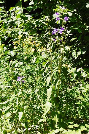 Campanula latifolia \ Breitbl�ttrige Glockenblume / Giant Bellflower, D Schelklingen 10.7.2015