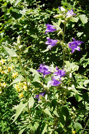 Campanula latifolia \ Breitbl�ttrige Glockenblume / Giant Bellflower, D Schelklingen 10.7.2015