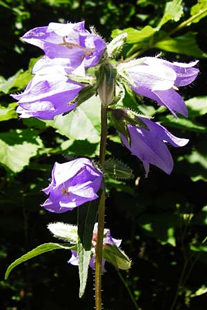 Campanula latifolia \ Breitbl�ttrige Glockenblume / Giant Bellflower, D Schelklingen 10.7.2015