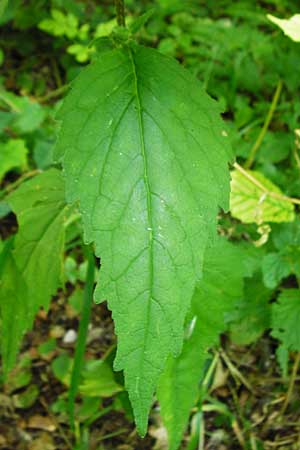 Campanula latifolia \ Breitbl�ttrige Glockenblume / Giant Bellflower, D Beuron 11.7.2015