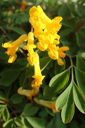 Corydalis lutea \ Gelber Lerchensporn / Yellow Corydalis, D Mannheim 25.4.2016
