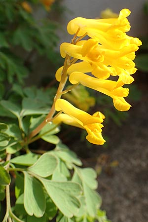 Corydalis lutea \ Gelber Lerchensporn / Yellow Corydalis, D Mannheim 25.4.2016