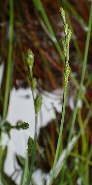 Carex polyphylla \ Unterbrochen�hrige Segge / Berkeley Sedge, Grassland Sedge, D Pfronten 9.6.2016