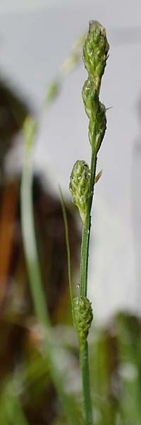 Carex polyphylla \ Unterbrochen�hrige Segge / Berkeley Sedge, Grassland Sedge, D Pfronten 9.6.2016
