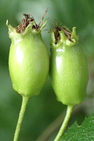 Crataegus rhipidophylla subsp. rhipidophylla \ Gro�kelch-Wei�dorn / Midland Hawthorn, D Langenselbold 11.6.2016