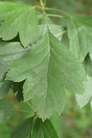 Crataegus rhipidophylla subsp. rhipidophylla \ Gro�kelch-Wei�dorn / Midland Hawthorn, D Langenselbold 11.6.2016