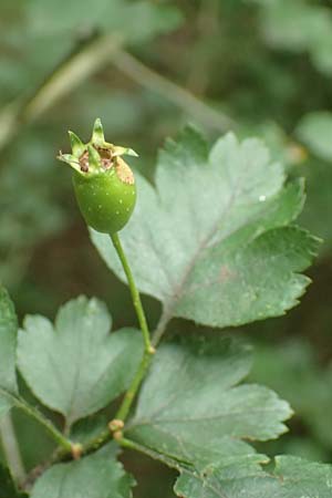 Crataegus rhipidophylla subsp. rhipidophylla \ Gro�kelch-Wei�dorn / Midland Hawthorn, D Langenselbold 11.6.2016