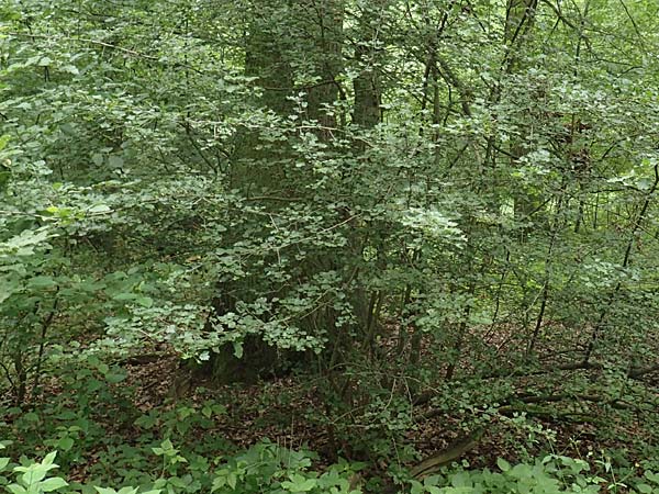 Crataegus x macrocarpa \ Gro�fr�chtiger Wei�dorn / Hybrid Hawthorn, D Langenselbold 11.6.2016