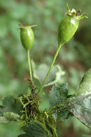 Crataegus rhipidophylla subsp. rhipidophylla \ Gro�kelch-Wei�dorn / Midland Hawthorn, D Langenselbold 11.6.2016