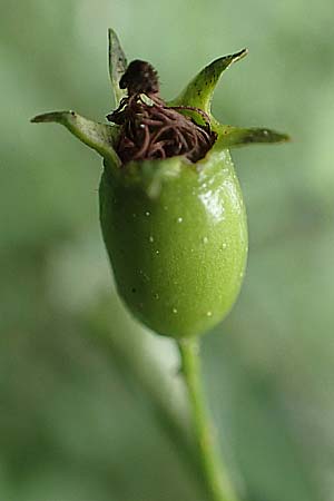 Crataegus rhipidophylla subsp. rhipidophylla \ Gro�kelch-Wei�dorn / Midland Hawthorn, D Langenselbold 11.6.2016