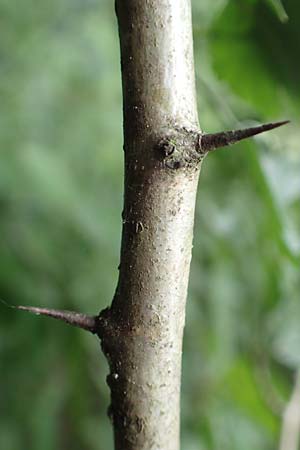 Crataegus rhipidophylla subsp. rhipidophylla \ Gro�kelch-Wei�dorn / Midland Hawthorn, D Langenselbold 11.6.2016