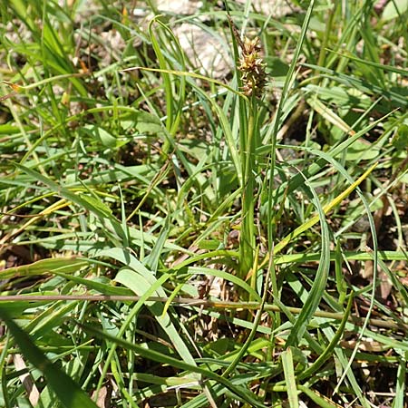 Carex lepidocarpa \ Schuppenfr�chtige Gelb-Segge / Shed Sedge, D Pfronten 28.6.2016