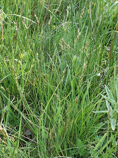 Carex ovalis \ Hasenfu�-Segge, Hasenpfoten-Segge / Oval Sedge, D R&ouml;dermark 13.5.2017