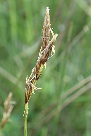Carex ovalis \ Hasenfu�-Segge, Hasenpfoten-Segge / Oval Sedge, D R&ouml;dermark 13.5.2017