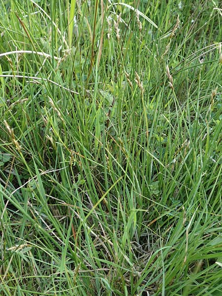 Carex ovalis \ Hasenfu�-Segge, Hasenpfoten-Segge / Oval Sedge, D R&ouml;dermark 13.5.2017