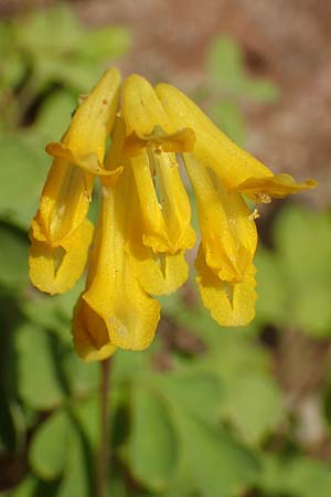 Corydalis lutea \ Gelber Lerchensporn / Yellow Corydalis, D Heidelberg 21.6.2017