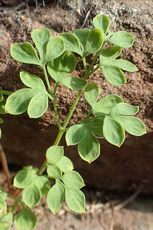 Corydalis lutea \ Gelber Lerchensporn / Yellow Corydalis, D Heidelberg 21.6.2017