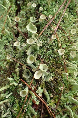 Cladonia fimbriata \ Trompeten-Flechte / Cup Lichen, D Bienwald 12.8.2017