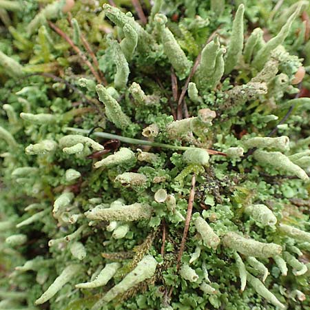 Cladonia fimbriata \ Trompeten-Flechte / Cup Lichen, D Bienwald 12.8.2017