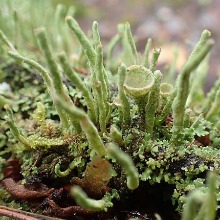 Cladonia fimbriata \ Trompeten-Flechte / Cup Lichen, D Bienwald 12.8.2017