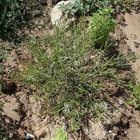 Corispermum leptopterum \ Schmalfl�geliger Wanzensame / Bugseed, D Mannheim 17.9.2017