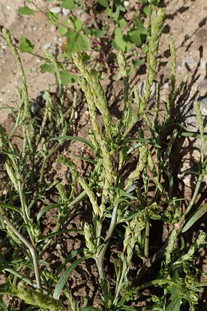 Corispermum leptopterum \ Schmalfl�geliger Wanzensame / Bugseed, D Mannheim 17.9.2017