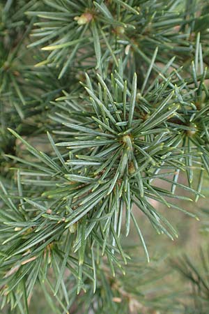 Cedrus libani \ Libanon-Zeder / Cedar of Lebanon, D Weinheim an der Bergstra&szlig;e 10.4.2018