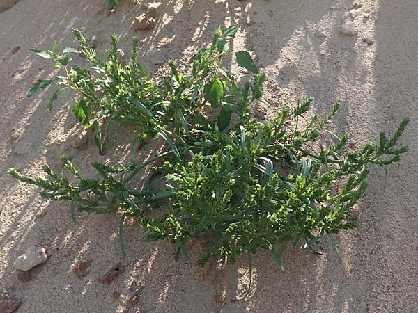 Corispermum leptopterum \ Schmalfl�geliger Wanzensame / Bugseed, D Mannheim 16.9.2018