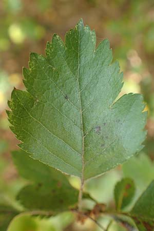 Crataegus rhipidophylla subsp. lindmanii \ Lindmans Wei�dorn, Langkelch-Wei�dorn / Lindman's Hawthorn, D Mainz 10.10.2018