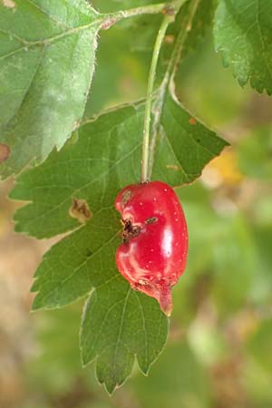 Crataegus rhipidophylla subsp. lindmanii \ Lindmans Wei�dorn, Langkelch-Wei�dorn / Lindman's Hawthorn, D Mainz 10.10.2018