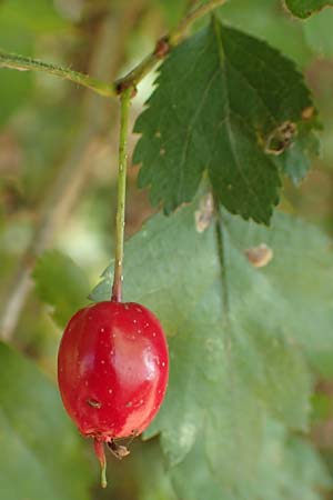 Crataegus rhipidophylla subsp. lindmanii \ Lindmans Wei�dorn, Langkelch-Wei�dorn / Lindman's Hawthorn, D Mainz 10.10.2018