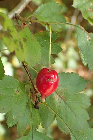 Crataegus rhipidophylla subsp. lindmanii \ Lindmans Wei�dorn, Langkelch-Wei�dorn / Lindman's Hawthorn, D Mainz 10.10.2018