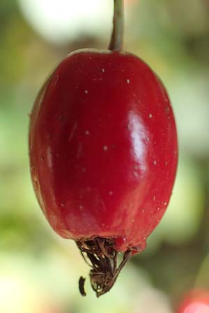 Crataegus rhipidophylla subsp. lindmanii \ Lindmans Wei�dorn, Langkelch-Wei�dorn / Lindman's Hawthorn, D Mainz 10.10.2018