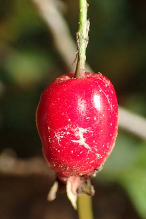 Crataegus rhipidophylla subsp. lindmanii \ Lindmans Wei�dorn, Langkelch-Wei�dorn / Lindman's Hawthorn, D Mainz 10.10.2018