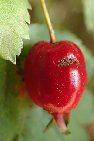 Crataegus rhipidophylla subsp. lindmanii \ Lindmans Wei�dorn, Langkelch-Wei�dorn / Lindman's Hawthorn, D Mainz 10.10.2018