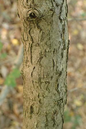 Crataegus rhipidophylla subsp. lindmanii \ Lindmans Wei�dorn, Langkelch-Wei�dorn / Lindman's Hawthorn, D Mainz 10.10.2018