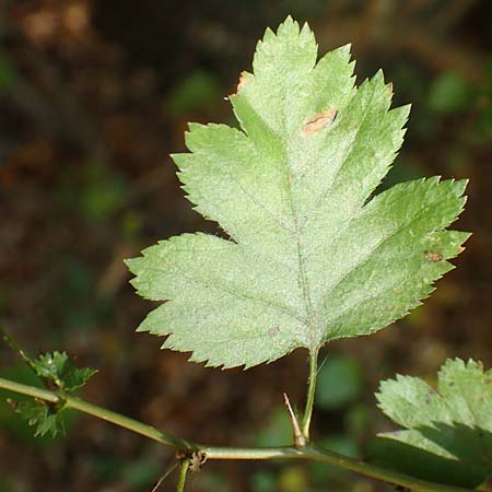 Crataegus rhipidophylla subsp. lindmanii \ Lindmans Wei�dorn, Langkelch-Wei�dorn / Lindman's Hawthorn, D Mainz 10.10.2018