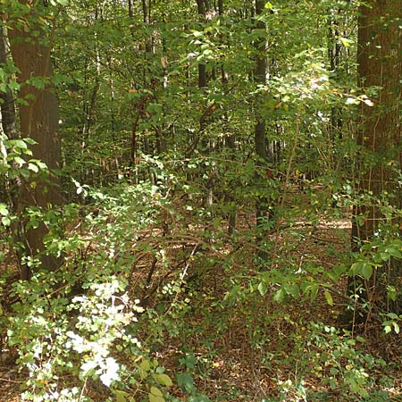 Crataegus rhipidophylla subsp. lindmanii \ Lindmans Wei�dorn, Langkelch-Wei�dorn / Lindman's Hawthorn, D Mainz 10.10.2018