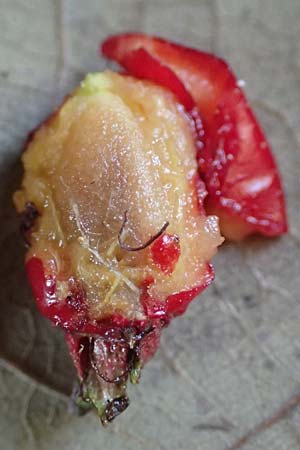 Crataegus rhipidophylla subsp. lindmanii \ Lindmans Wei�dorn, Langkelch-Wei�dorn / Lindman's Hawthorn, D Mainz 10.10.2018