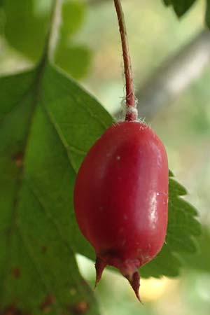 Crataegus rhipidophylla subsp. lindmanii \ Lindmans Wei�dorn, Langkelch-Wei�dorn / Lindman's Hawthorn, D Mainz 10.10.2018
