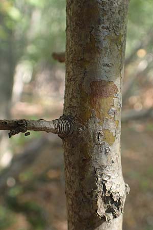 Crataegus rhipidophylla subsp. lindmanii \ Lindmans Wei�dorn, Langkelch-Wei�dorn / Lindman's Hawthorn, D Mainz 10.10.2018