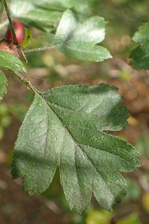 Crataegus rhipidophylla subsp. lindmanii \ Lindmans Wei�dorn, Langkelch-Wei�dorn / Lindman's Hawthorn, D Mainz 10.10.2018