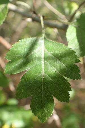 Crataegus rhipidophylla subsp. lindmanii \ Lindmans Wei�dorn, Langkelch-Wei�dorn / Lindman's Hawthorn, D Mainz 10.10.2018