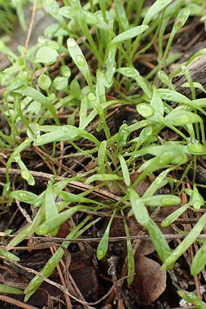 Claytonia perfoliata \ Gew�hnliches Tellerkraut, Kuba-Spinat / Miner's Lettuce, D Bickenbach 27.10.2018