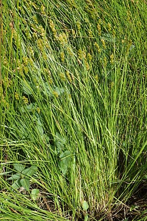 Carex ovalis \ Hasenfu�-Segge, Hasenpfoten-Segge / Oval Sedge, D Meinerzhagen 14.6.2019