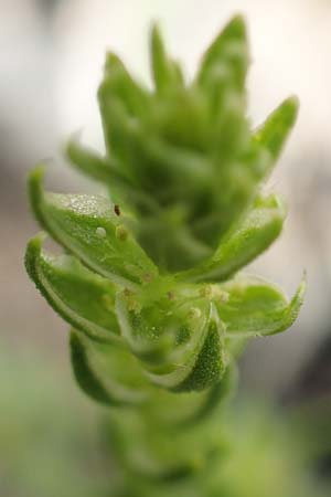 Corispermum leptopterum \ Schmalfl�geliger Wanzensame / Bugseed, D Sandhausen 16.8.2019