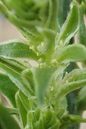 Corispermum leptopterum \ Schmalfl�geliger Wanzensame / Bugseed, D Sandhausen 16.8.2019