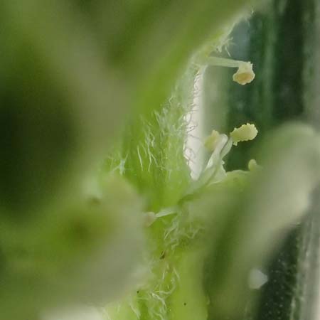 Corispermum leptopterum \ Schmalfl�geliger Wanzensame / Bugseed, D Sandhausen 16.8.2019