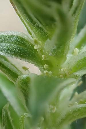 Corispermum leptopterum \ Schmalfl�geliger Wanzensame / Bugseed, D Sandhausen 16.8.2019