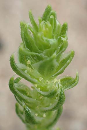 Corispermum leptopterum \ Schmalfl�geliger Wanzensame / Bugseed, D Sandhausen 16.8.2019
